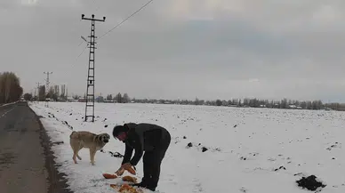 Kuvvetli Kış Kaidelerinde Hayvanlara Kucak Açtı