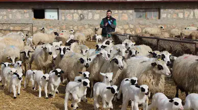 Kuzu Doğumlarında Üçüzler Arttı, Kış Güneşi Süt Kuzularına Yaradı