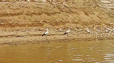 Leylekler Mevsimleri Karıştırdı