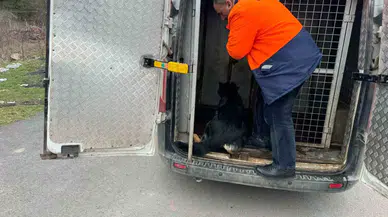 Mahalleli İstedi Başı Boş Köpekleri Topladı, Hayvan Severlerle Başı Kedere Girdi