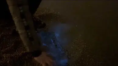 Marmara Denizi Maviye Boyandı, Görenler Şaşkına Döndü