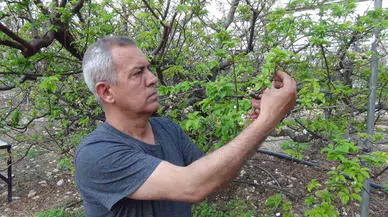 Mersin’de Erik Bahçeleri Meyve Vermeye Başladı
