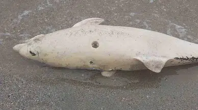 Meyyit Yunus Kıyıya Vurdu