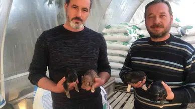 On Gün Evvel Doğum Yapan Köpeği Ezip Olay Yerinden Kaçtı