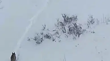 ’Ormanın Hayaleti’ Ardahan’da Yine Görüntülendi