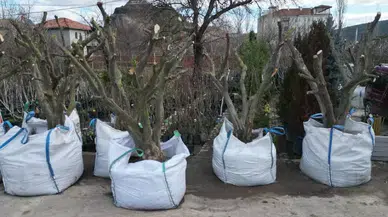 Osmancık’ta Zeytin Yetiştiriciliğine İlgi Her Geçen Gün Artıyor