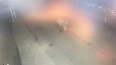 (Özel) At Hırsızı Yakalandı