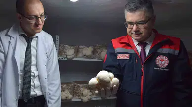 (Özel) Konutun Bodrumunda Aslan Yelesi Mantarı Üretiyor