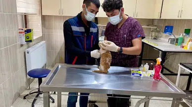 Sincan’da Sokak Hayvanları İnançta