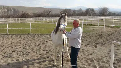 Sultansuyu’nda Milyonluk Taylar İçin Çağdaş Tavlalar İnşa Ediliyor