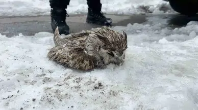 Tatvan’da Soğuk Havadan Ötürü Puhu Dondu