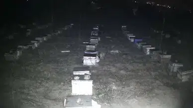 Tokat’ta Çakallar Bal Peteklerine Dadandı