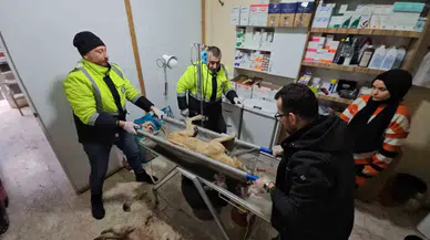 Tüfekle Vurulan Köpek Hastane Bahçesine Sığındı