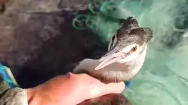 Tunceli’de Ağa Takılan Balıkçıl Kurtarıldı
