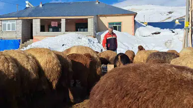 Türkiye’nin En Yüksek Rakımlı Köyünde Şiddetli Hayvancılık