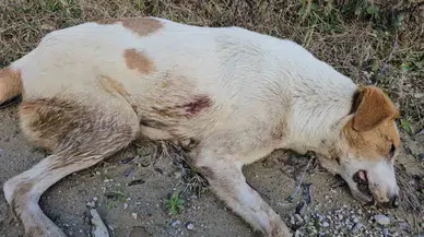 Uyuşturdukları Köpekleri Mevte Terk Eden 3 Kuşkulu Yakalandı: 21 Bin 648 Lira Cezası Kesildi