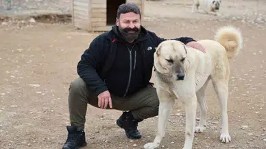 Uzmanı Açıkladı: Anadolu Aslanı Kangallar, Doğal Kurt Savar