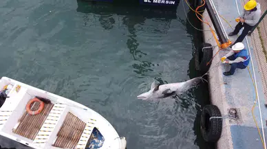 Uzunluğu 2,5 Metre: Mersin’de Yunus Balığı Meyyit Olarak Bulundu