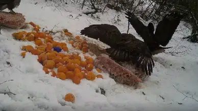 Yalova’da Kızıl Şahinlerin Yem Savaşı Fotokapanda