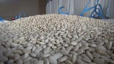 Yeni Araştırma: Kolon ve Makat Kanseri Riskini Yüzde 35 Düşürüyor
