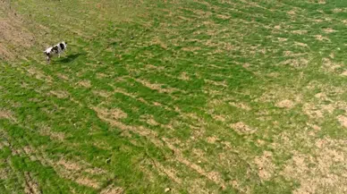 Yerine Gelen İneği Dronla Kovalamıştı: "İki İnatçı Olarak Ben Galip Geldim"