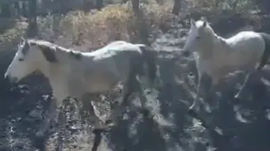 Yılkı Atları Doğaseverler Tarafından Görüntülendi
