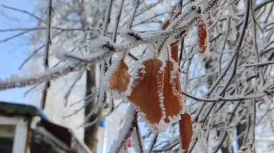 Ardahan Buz Kesti, Ağaçlar Kırağı Tuttu