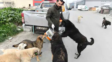 Esenyurt Belediyesi Sokak Hayvanlarına Mama ve Su Takviyesini Sürdürüyor