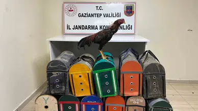Gaziantep’te Horoz Dövüştüren 26 Şahıs Suçüstü Yakalandı