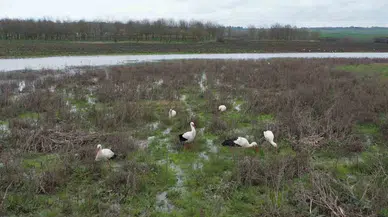 Göç Seyahatindeki Leylekler İstanbul’da Havadan Görüntülendi