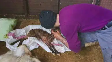 Kalbi Duran Oğlağı Yapay Teneffüsle Hayata Döndürdü