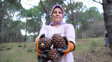Kozalak Randımanı Yüzde 20’den Yüzde 60’a Çıktı