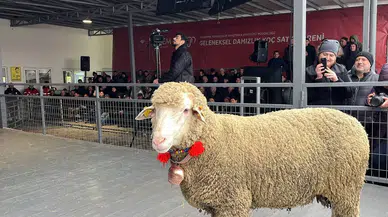 Merinos Koçu 150 Bin Liradan Satıldı