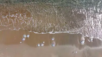 Mersin’de Kıyılar Yine Denizanası ile Doldu