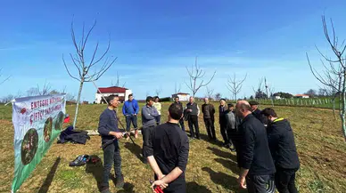 Meyvecilikte Budamanın Ehemmiyeti ve Budama Sonrası Dikkat Edilecek Konular