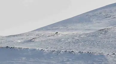 Nemrut’un Ayıları Bu Yıl Erken Uyandı