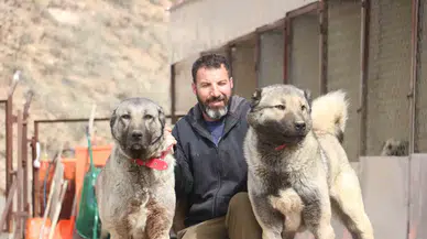 Sokak Köpeklerinde Kurt Özellikleri Görülmeye Başladı