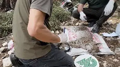 Antalya’da Yakalanan Balkan Vaşağı Gps ile Takip Edilecek