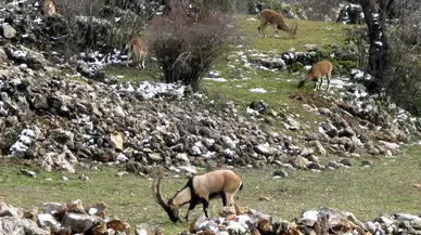 Avlanması, Evcilleştirilmesi Yasak Olan Yaban Keçileri Beşerlerle İç İçe Yaşıyor