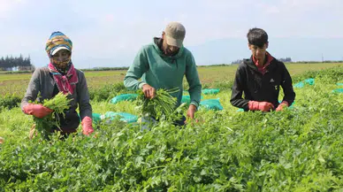 Azimle ve İtinayla Seçilen Maydanozda Kuvvetli Hasat