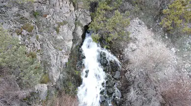 Baharda Çıkıp Yazın Kayboluyorlar