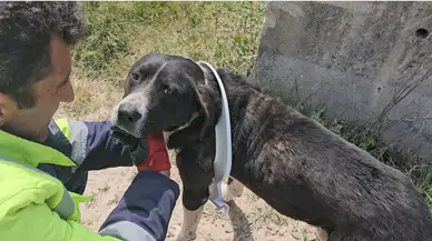 Başını Klozet Kapağına Sıkıştıran Yaramaz Köpeği Belediye Grupları Kurtardı