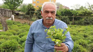 Çayın Düşmanı: ‘Telgraf Otu’