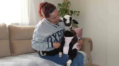 Hasret Kaldığı Bebek Sevgisini Kuzuyla Giderdi