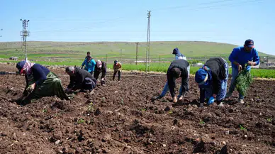 Kilis’te Çiftçilerin Kuvvetli Mesaisi Ramazan’da da Devam Ediyor