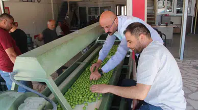 Kilosu 50 ile 350 TL Ortasında: Mersin’de Açıkta Erik Hasadı Başladı