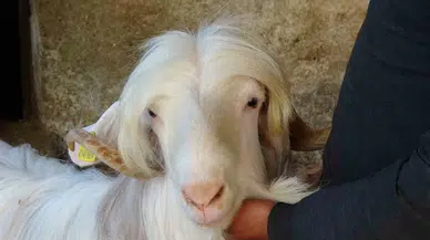 Kurbanlıklara Bayram Öncesi Özel İlgi