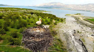 Leylekler Kale İlçesini Yer Tuttu