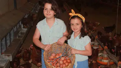 Ordu’da Yumurta Üretimi Yıllık 40 Milyonu Aştı