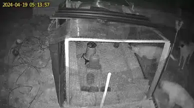 Sokak Köpekleri 31 Tavuğu Telef Etti